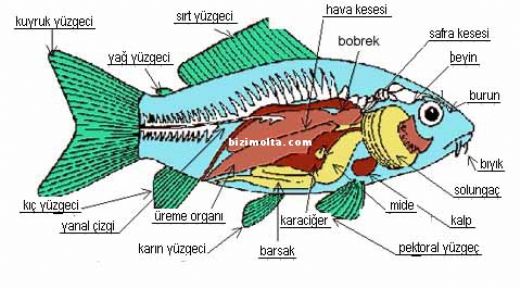 Balklarda Solunum