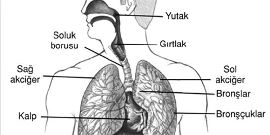 Solunum Sistemi Anatomisi