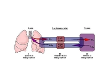 Dış Solunum Organları Dış Solunum Organları
