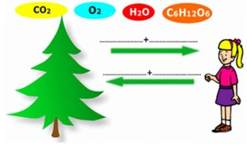 Solunum ve Fotosentez Solunum ve Fotosentez