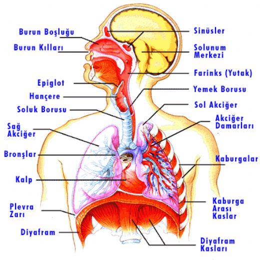 Canlıların Solunum Organları