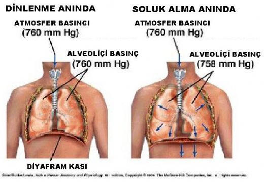 İç Solunum Özellikleri ve Faydaları Nelerdir?