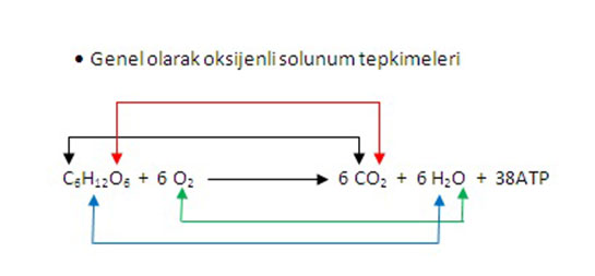 Aerobik Solunum Nedir?