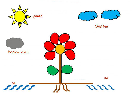 Bitkilerde Solunum Türleri ve Özellikleri
