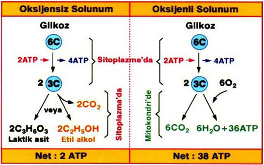 Biyoloji Solunum Nedir?