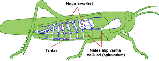 Böceklerin Solunum Organı Çeşitleri