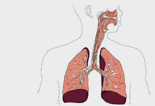 Canlılarda Solunum Sistemi