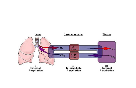 Dış Solunum Organları