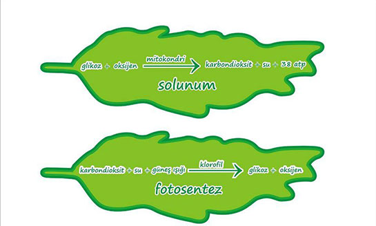 Fotosentez ve Solunum İlişkisi