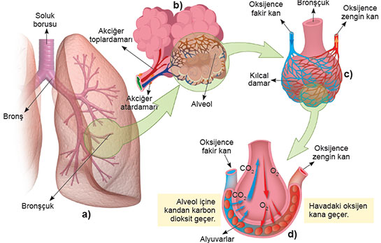 İnsanda Solunum Sistemi Türleri ve Özellikleri