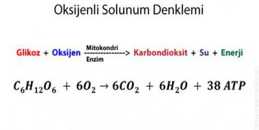 Oksijensiz Solunum Denklemi