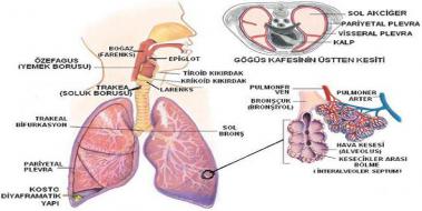 Solunum Sistemi Hastalklar