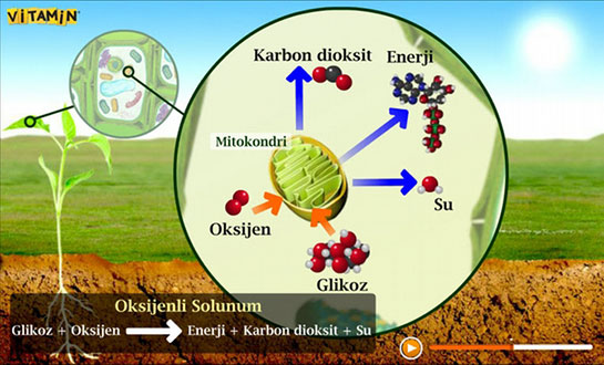Oksijenli Solunum Reaksiyonları