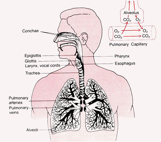 Solunum Anatomisi