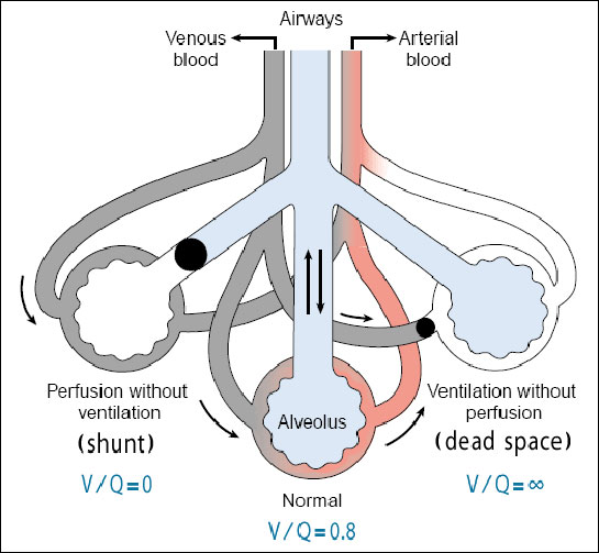 Solunum Fizyolojisi Nedir?