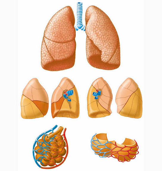 Solunum Organları Türleri ve Özellikleri